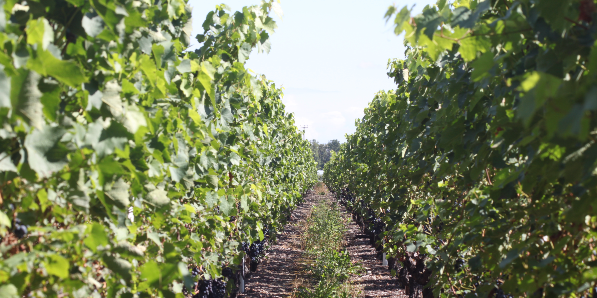 La rive droite: le vignoble du Mandement (Satigny, Russin, Dardagny)